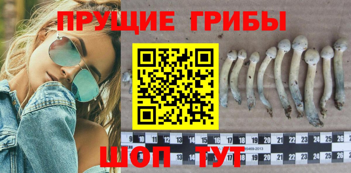 Новокубанск  Галлюциногенные грибы Psilocybe  Вход с VPN  Галлюциногенные грибы Psilocybe 